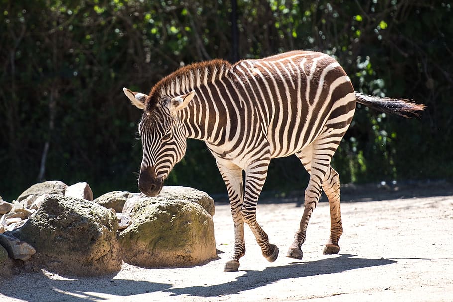 Zebra, Stripes, Striped, African, Animal, wildlife, mammal, HD wallpaper