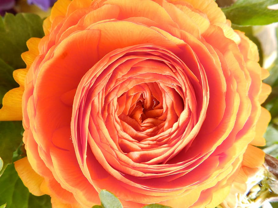spring, flower, blossom, bloom, orange, flowering plant, flower head HD wallpaper