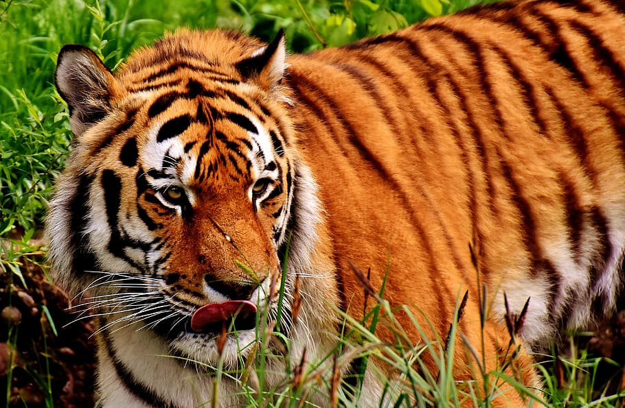 tiger, predator, fur, beautiful, dangerous, cat, wildlife photography HD wallpaper