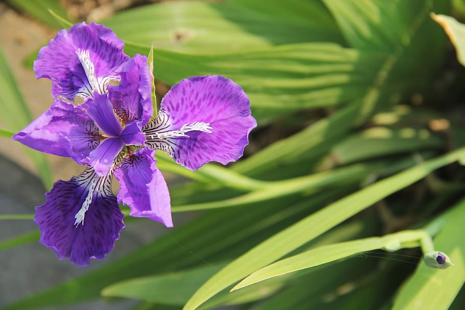 iris, purple fleur-de-lis, purple iris, flowering plant, fragility HD wallpaper