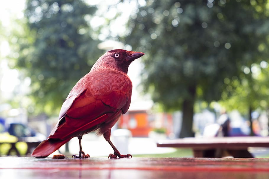red bird standing on picnic table, red bird on wooden table, perched HD wallpaper