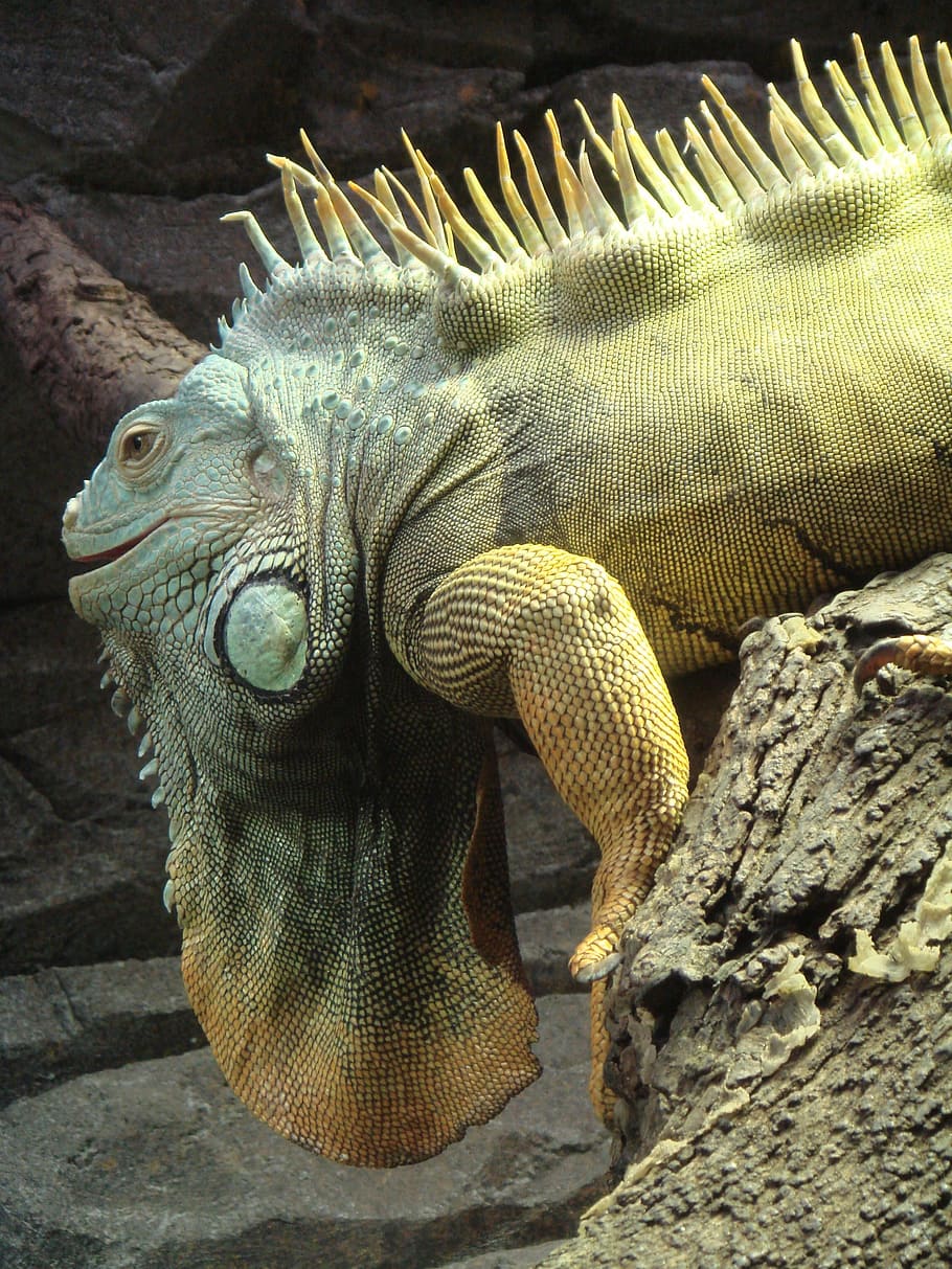 HD wallpaper: Iguana, Reptile, Wildlife, tropical, herbivore, scales,  crawling | Wallpaper Flare