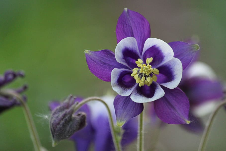 selective focus photography of purple flowers, blossom, bloom HD wallpaper