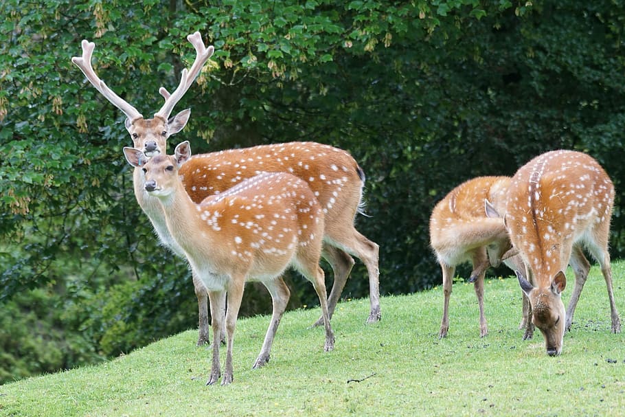 clan of reindeer on forest during daytime, sika deer, hirsch, HD wallpaper