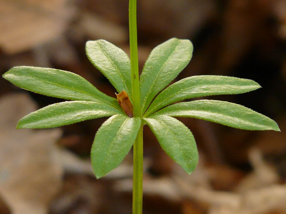 Woodruff, Leaf, Stalk, green, galium odoratum, forest plant HD wallpaper