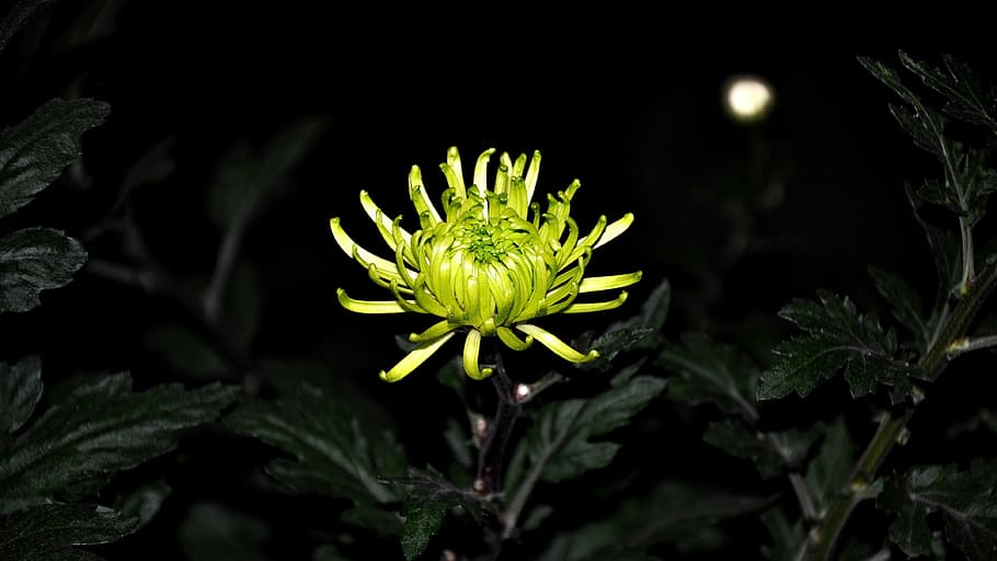 Flower, Cut, Macro, nature, plant, close-up, green Color, leaf HD wallpaper