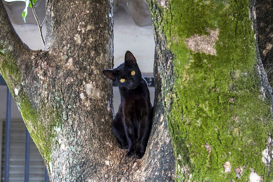 black cat on tree, animal, feline, kitten, feline look, animals, HD wallpaper