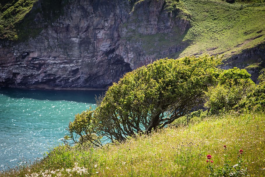 coast, brixham, devon, berry head, sea, england, uk, english HD wallpaper