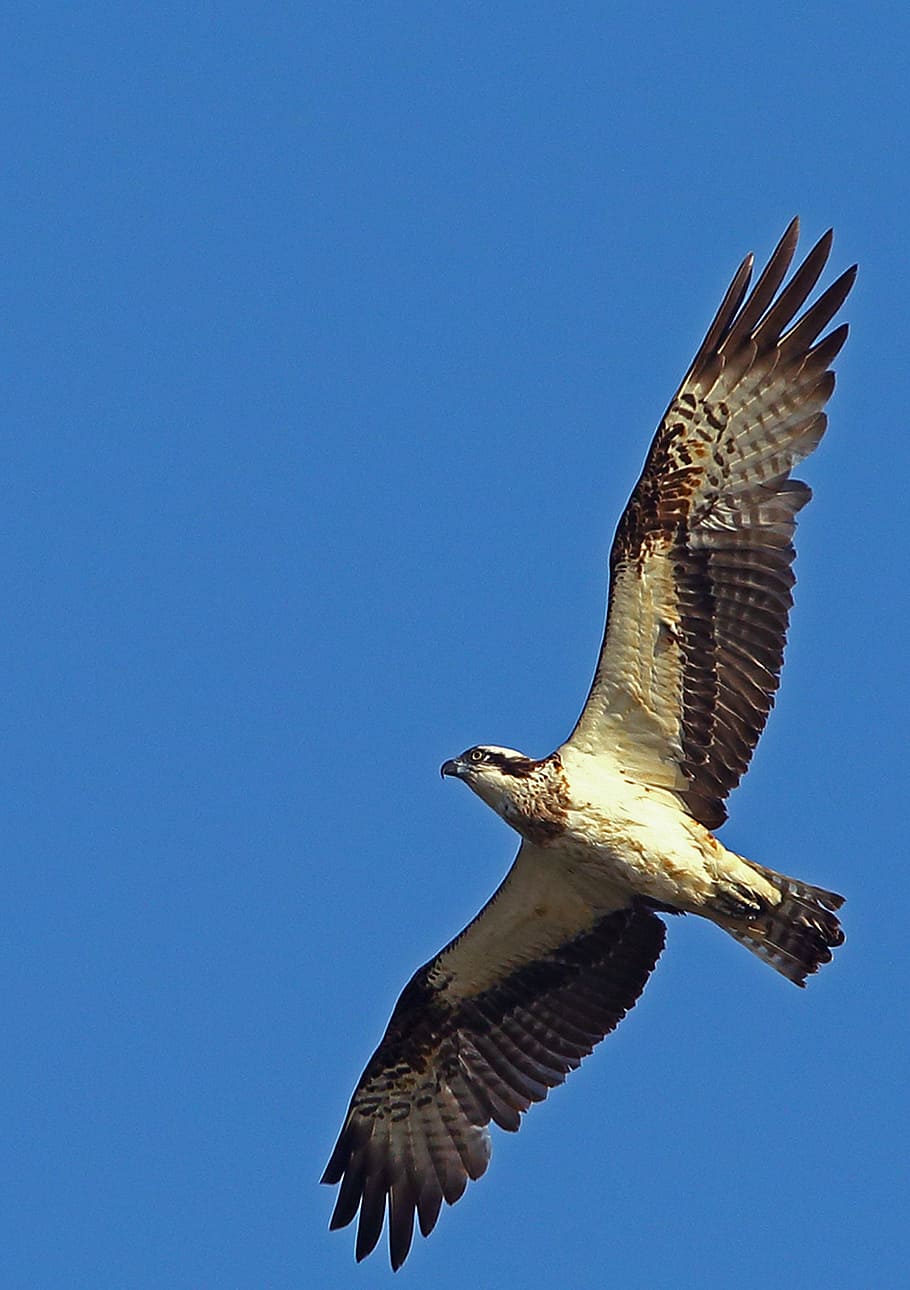 eagle, natural, birds, ecology, wings, flight, wildlife, nature HD wallpaper