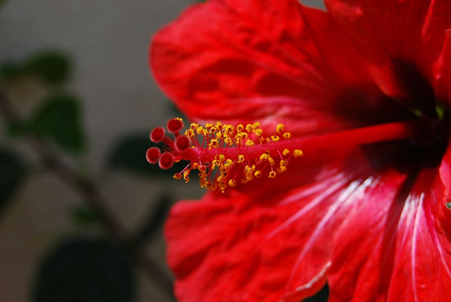 flower, macro, red, bright, stamens, flowering plant, petal HD wallpaper