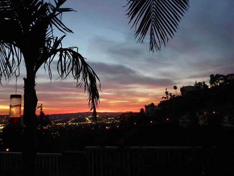 Sunset, Palm Trees, Dusk, Tropical, nature, paradise, sunrise HD wallpaper