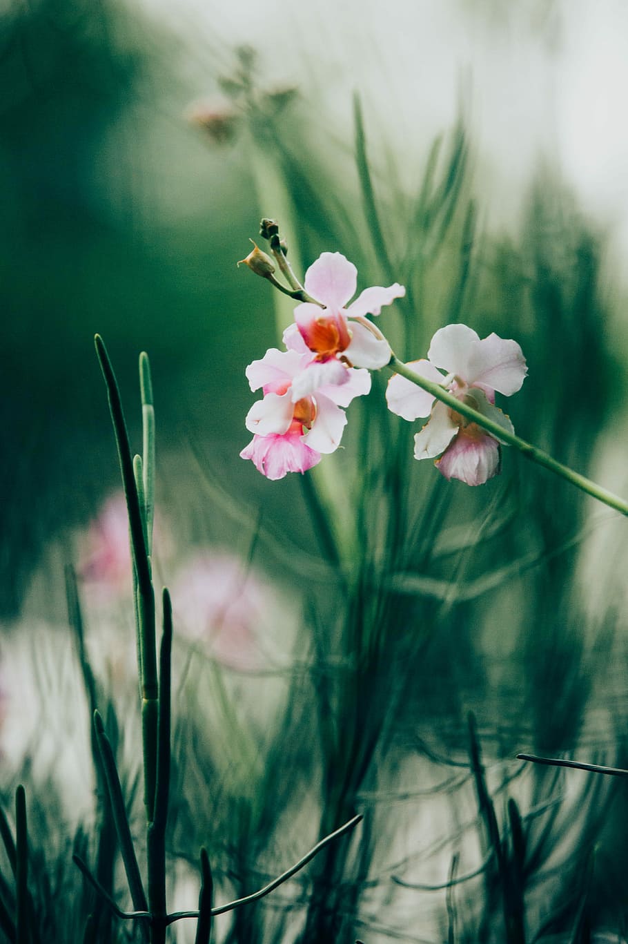 pink moth orchids, closeup photo of pink orchids, flower, grass.