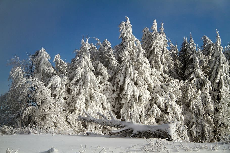 winter, snow, wintry, hochrhoen, wasserkuppe, rhön winter HD wallpaper