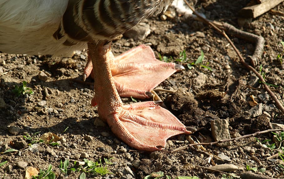 markery, goose, helm, bird, domestic goose, foot, animal, animal themes HD wallpaper