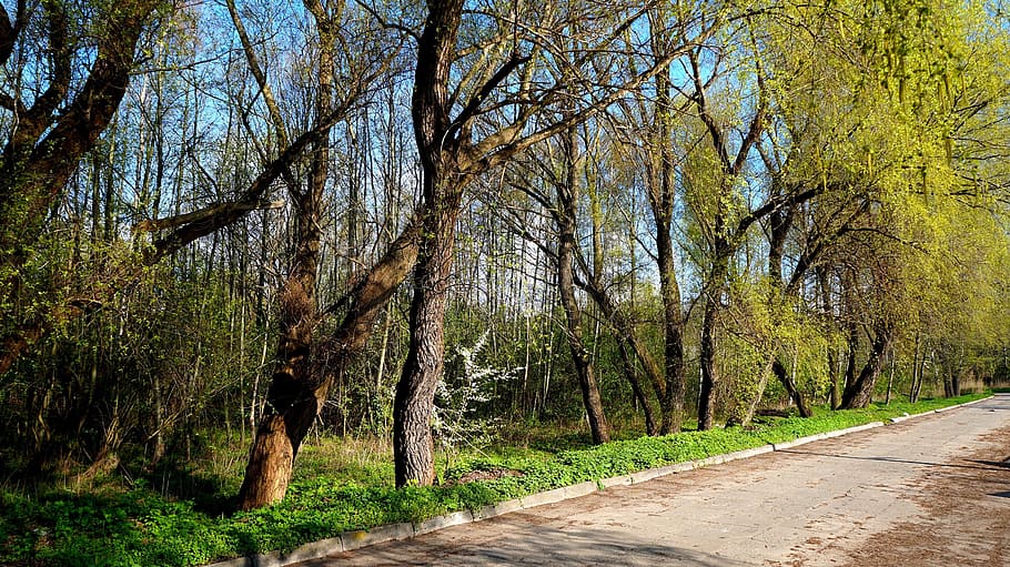 view, landscape, nature, plants, tree, park, the path, way HD wallpaper