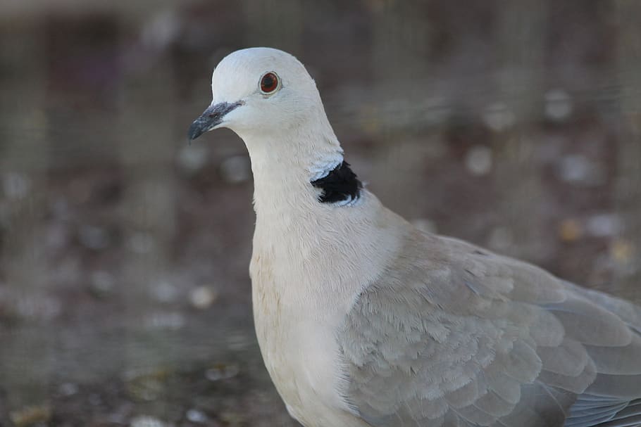 laughing turtle, streptopelia roseogrisea, turtle dove, bird