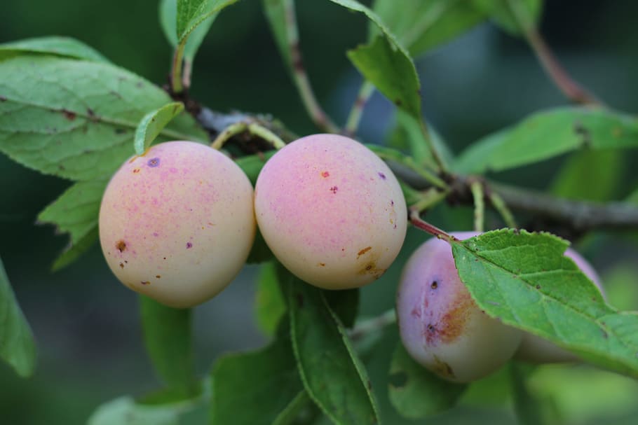 mirabelle, tree, fruit, summer time, fruit tree, harvest, plums HD wallpaper