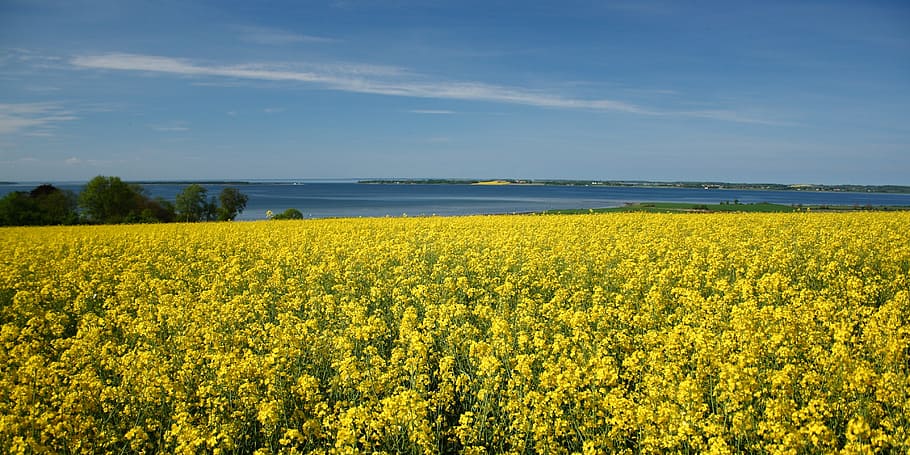 Yellow, Natural, Denmark, oilseed rape, view, landscape, flowers HD wallpaper