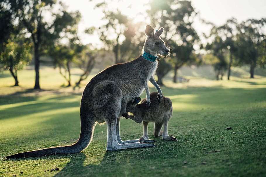 kangaroo and joey on grass field, australia, outback, oz, victoria HD wallpaper