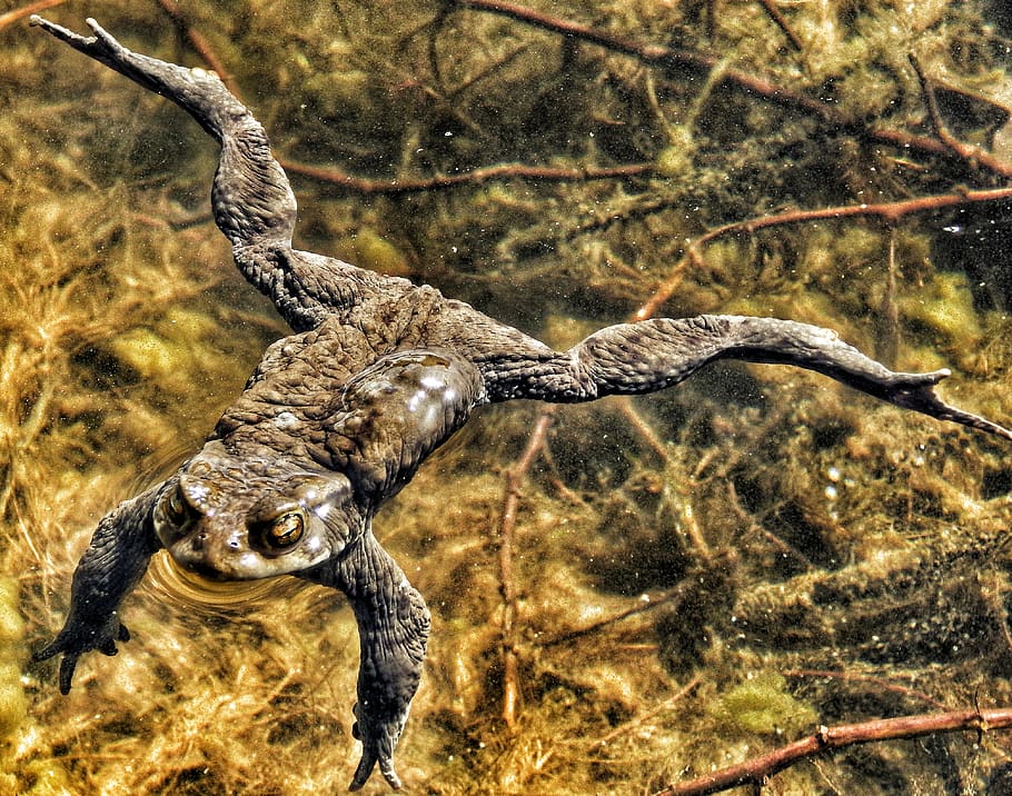 frog, water, animal themes, animal wildlife, animals in the wild HD wallpaper