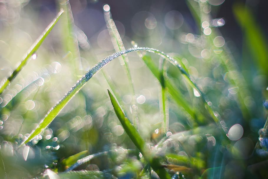 Cool Dew, drops, forest, grass, morning, nature, macro, close-up HD wallpaper