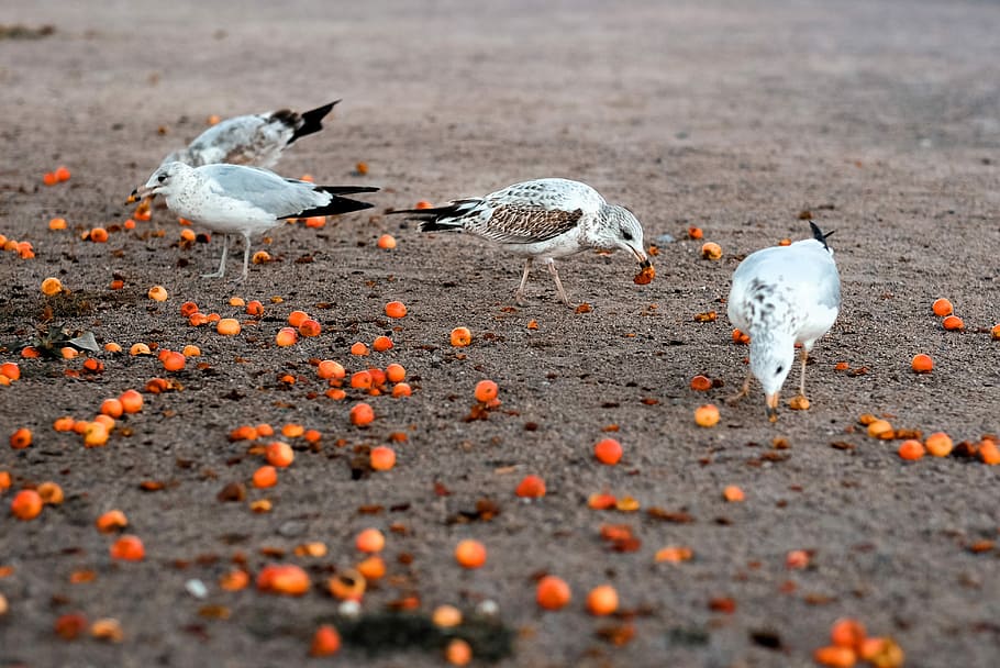 seagull eating red berries on grey sand, bird, food, group of animals, HD wallpaper