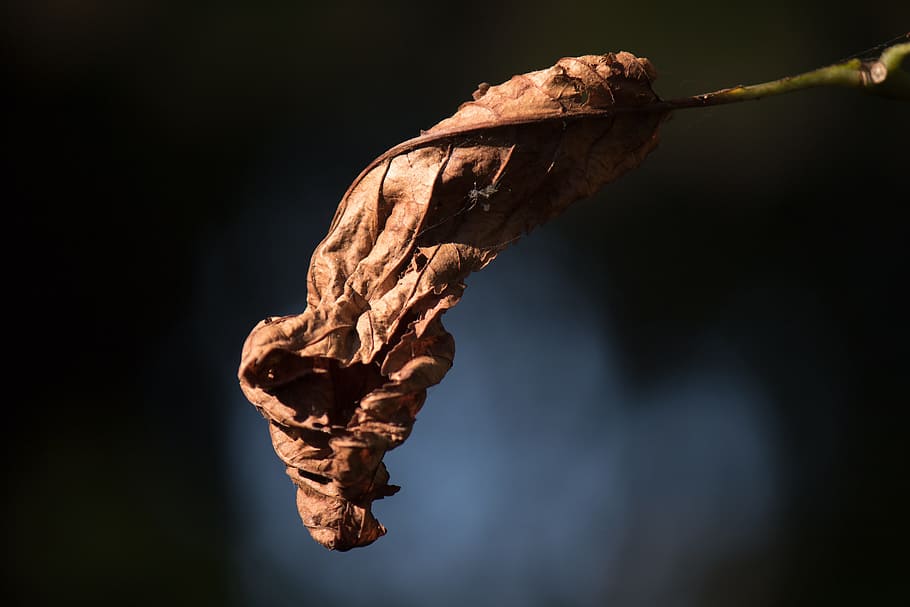 autumn, leaf, withered, tree, branch, transience, leaves, fall foliage HD wallpaper