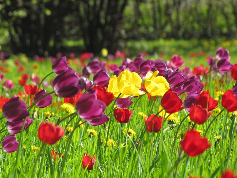 tulips, spring, meadow, yellow, plant, flower, flowering plant HD wallpaper