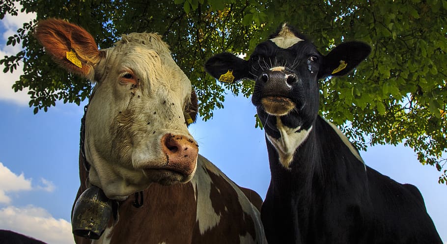 black and white cows standing near tree during daytime, farm HD wallpaper