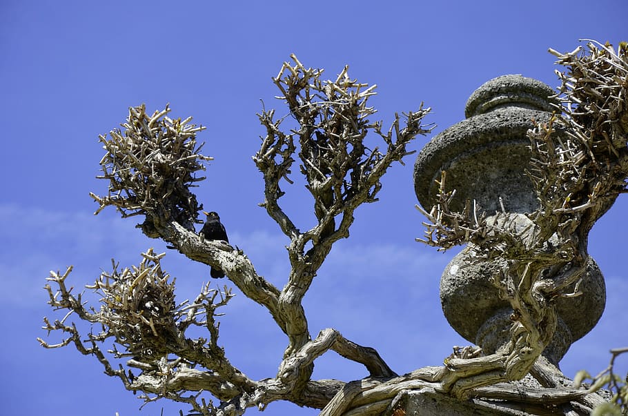 Blackbird, Vase, Blue Sky, travel, kahl, nature, no people HD wallpaper