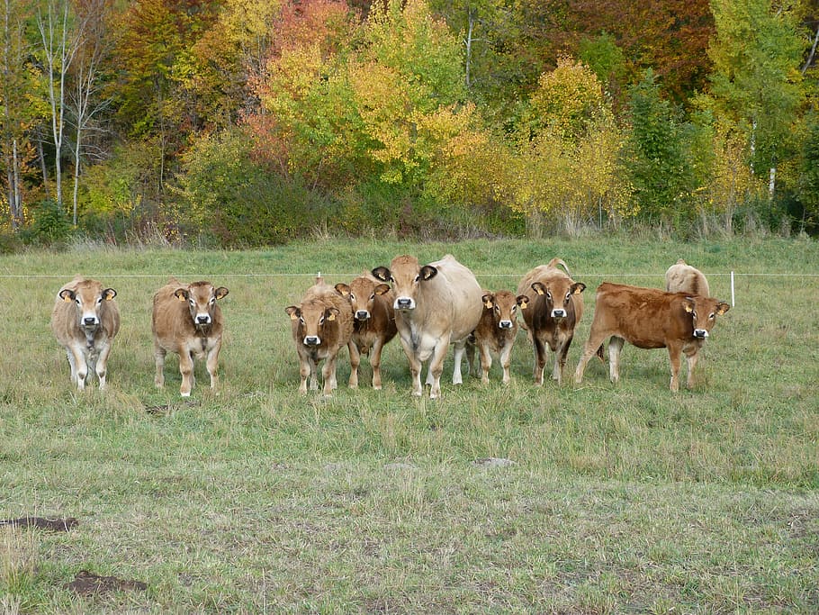 cows, animals, prairie, curiosity, observation, team, mammal HD wallpaper