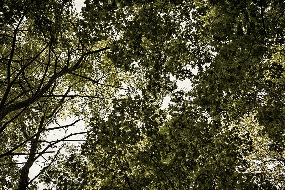 Forest, Foliage, Nature, Tree, leaf, outdoors, branch, backgrounds HD wallpaper