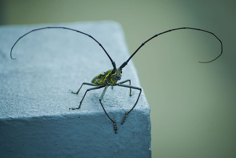 Insect, Pet, Macro, Antennas, Horn, clean, beetle, sawyer, one animal HD wallpaper