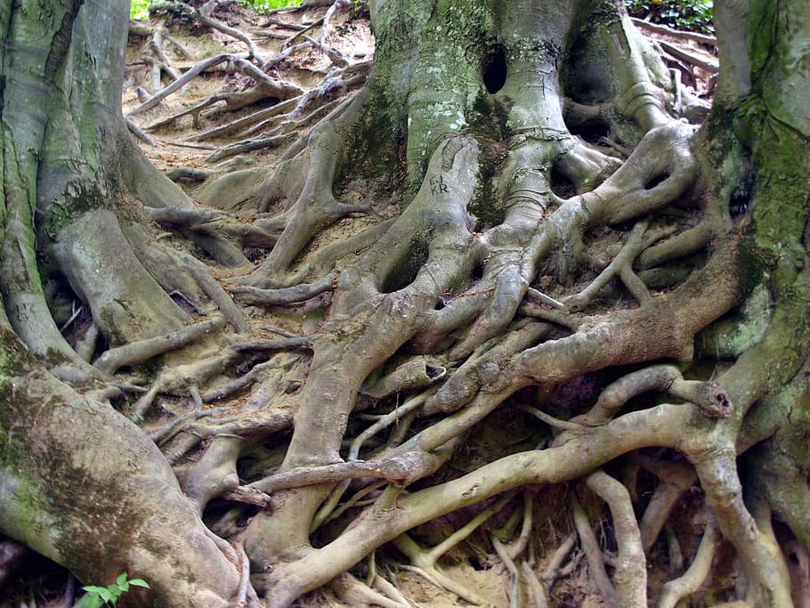 brown tree roots, nature, forest, plant, trunk, tree trunk HD wallpaper