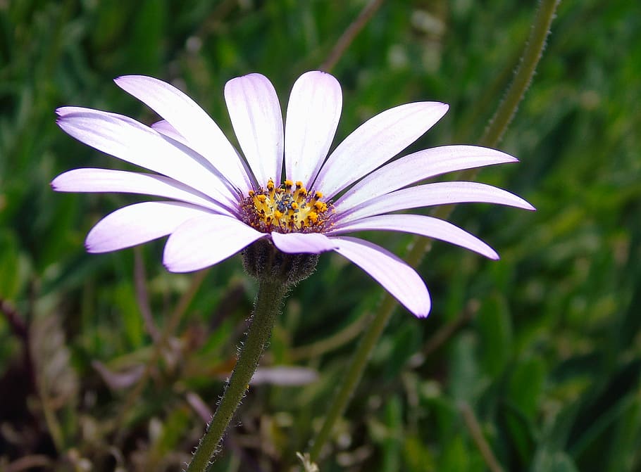 flower, bloom, blossom, spring, floral, nature, plant, garden HD wallpaper