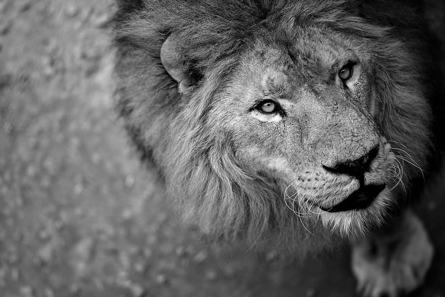 HD wallpaper: gray scale lion, wild nature, ferocious, animal, wild beast,  king | Wallpaper Flare