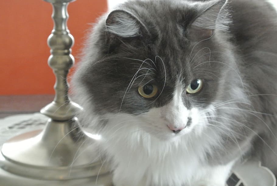 Cat, Grey, White, Head, grey white, pets, domestic Cat, animal HD wallpaper
