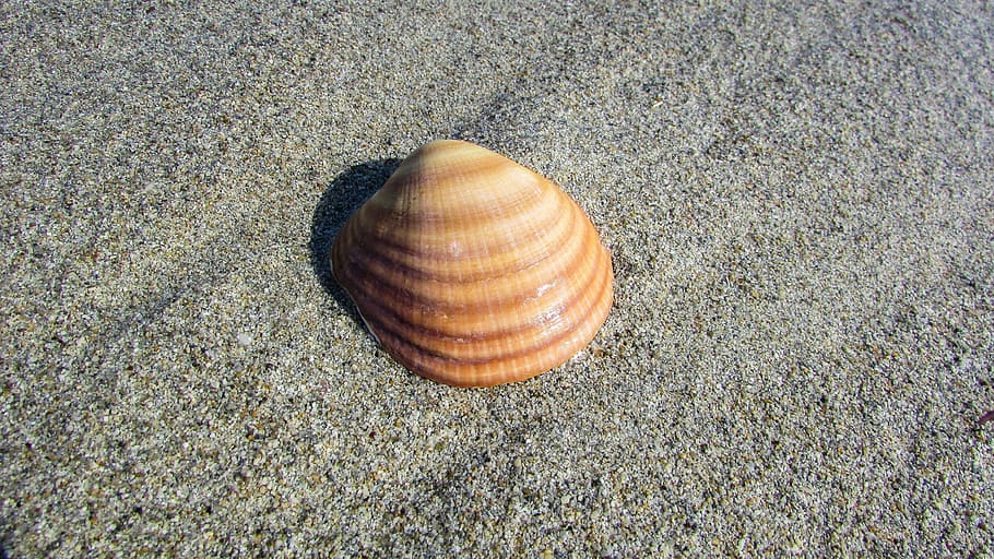 seashell, beach, nature, summer, animal, animal wildlife, land HD wallpaper