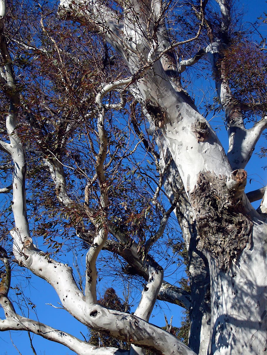 tree, plant, blue, section, nature, log, branches, trunk, tree trunk HD wallpaper