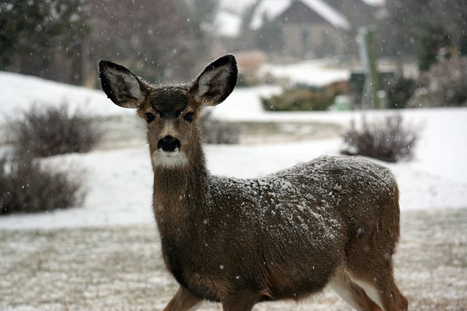 standing doe with snow flakes on fur, deer, white-tailed, animal HD wallpaper