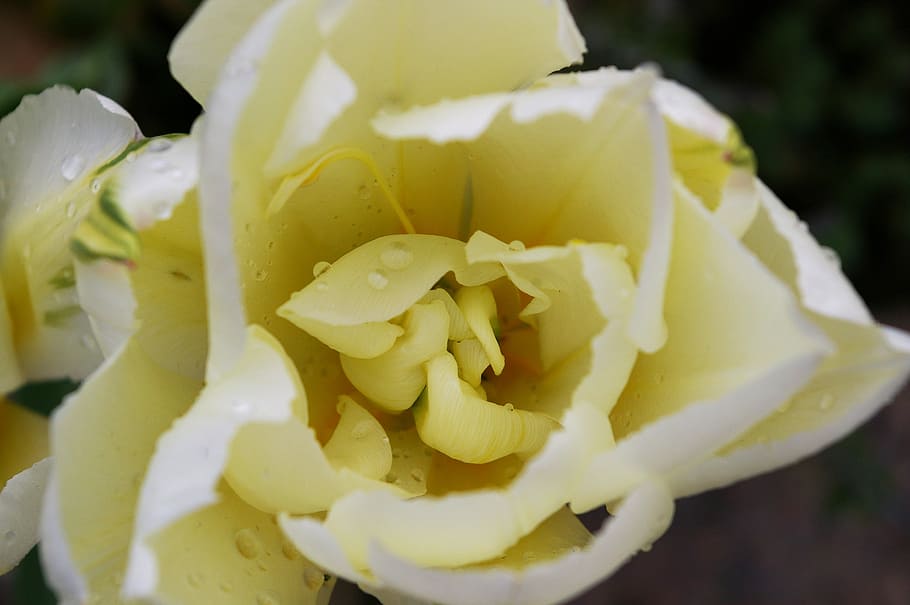 tulips, white tulips, spring, blossom, bloom, flower, garden HD wallpaper