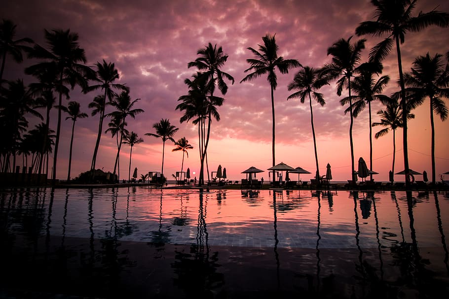 Coconut Palm Tress Beside Calm Lake Silhouette, beach, clouds HD wallpaper