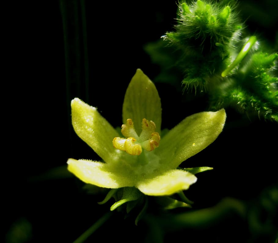 Flower, Bloom, Open, Delicate, intricate, light, yellow-green HD wallpaper