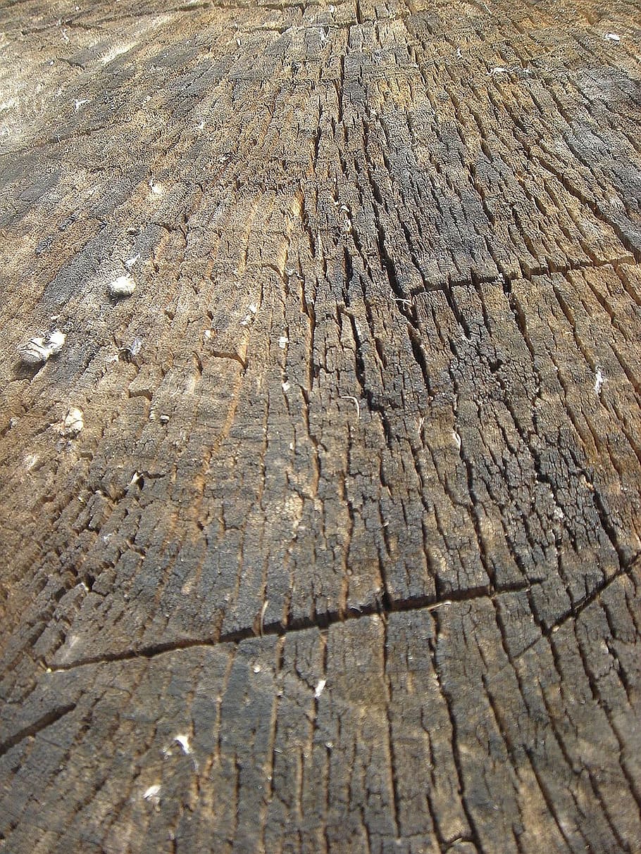 defeated, tree, stump, rings, age, backgrounds, textured, full frame HD wallpaper