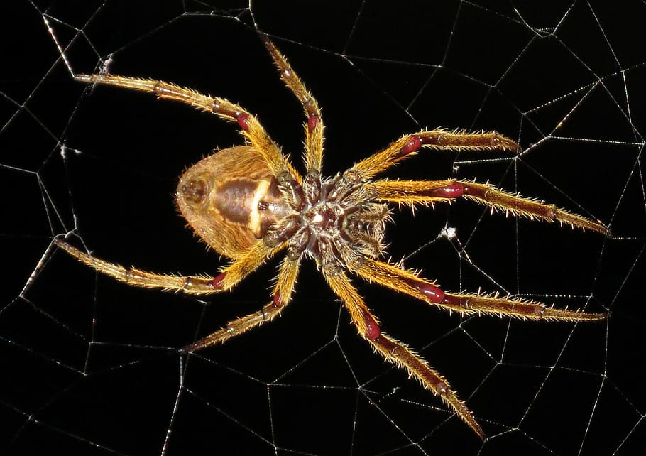 insect, macro, spider, armenia, one animal, arachnid, arthropod HD wallpaper