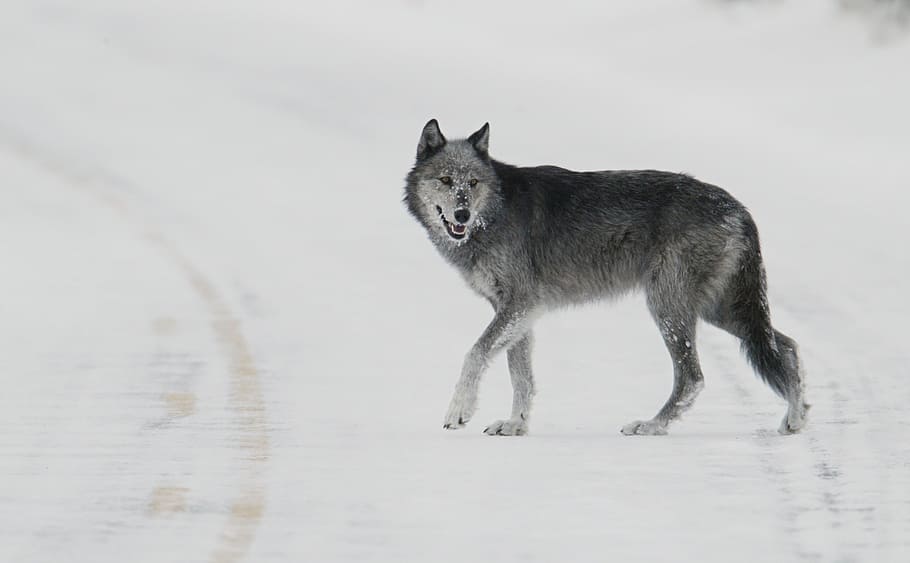 lone black wolf wallpaper