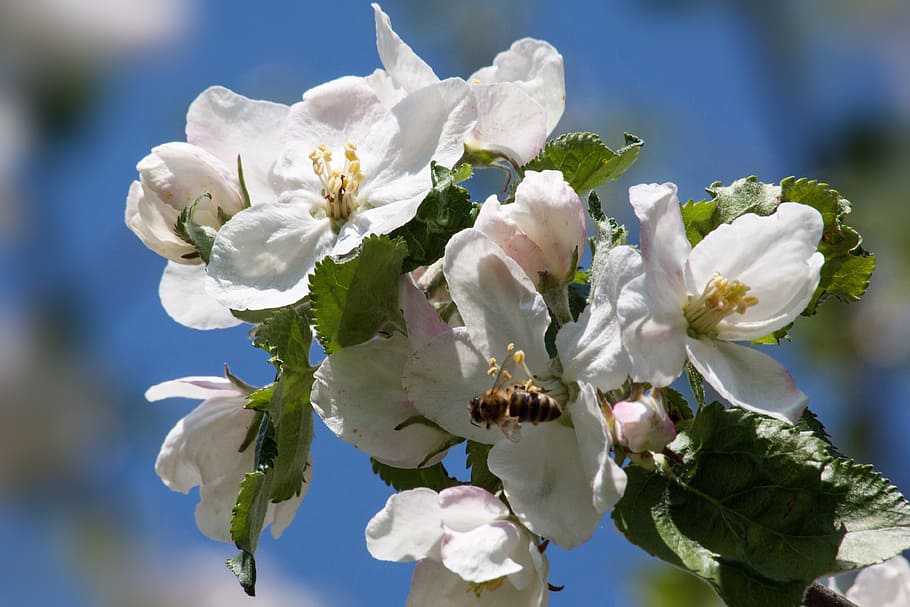 apple blossom, bloom, flowers, spring, lenz, one, the four seasons HD wallpaper