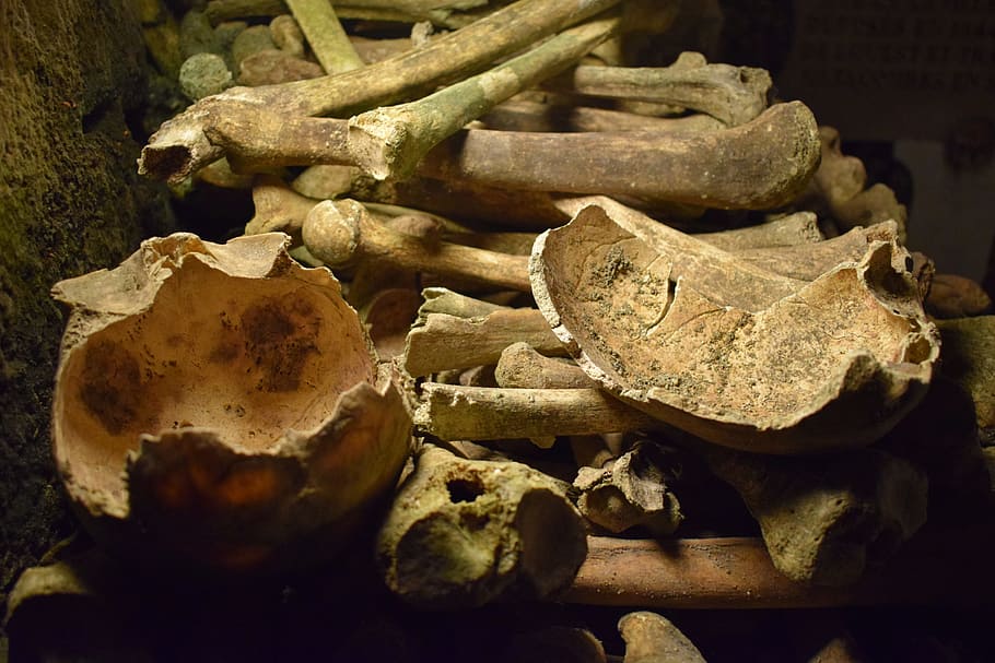 paris, catacombs, bones, close-up, indoors, no people, nature HD wallpaper