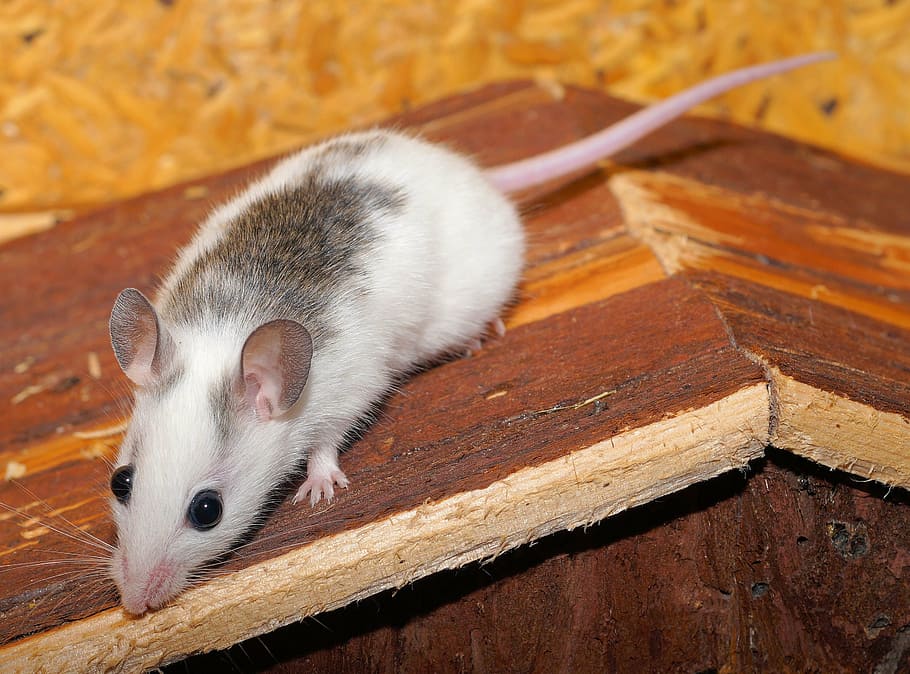 mouse, mastomys, cute, nager, rodents, close, fur, button eyes HD wallpaper