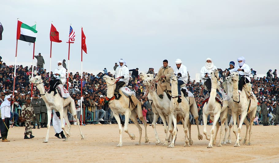 tunisia, camel racing, douz, bedouin, animal, people, flag, HD wallpaper